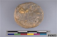 藏品(高雅星楯海膽)的圖片